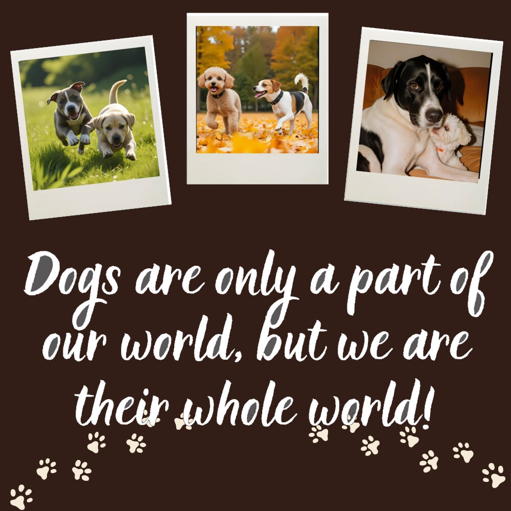 Dogs are only a part of our world, but we are their whole world